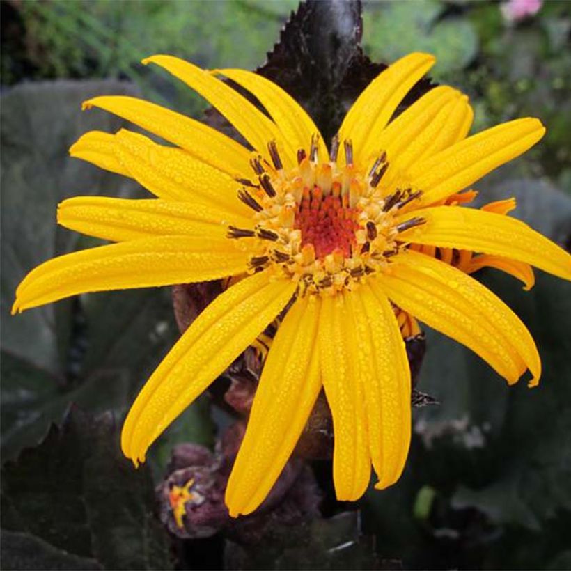 Ligularia dentata Pandora - Strauß-Goldkolben (Flowering)
