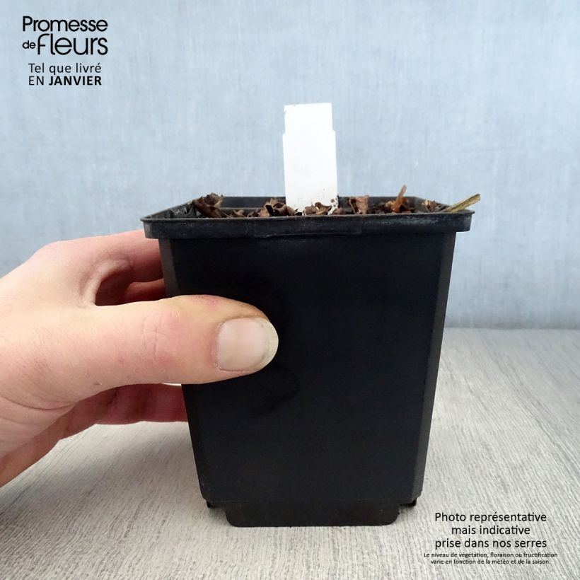 Exemplar von Ligularia dentata Pandora - Strauß-Goldkolben Kleine Töpfe von 8/9 cm wie im Winter geliefert