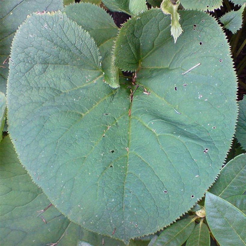 Ligularia fischeri - Fischers Goldkolben (Foliage)