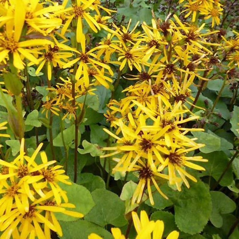 Ligularia hessei - Hesses-Goldkolben (Flowering)