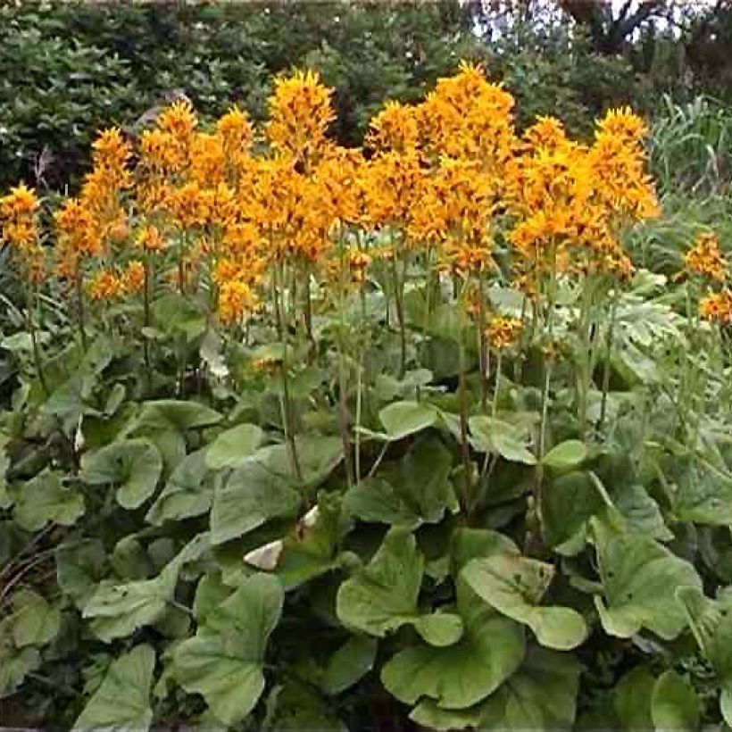 Ligularia hessei - Hesses-Goldkolben (Plant habit)