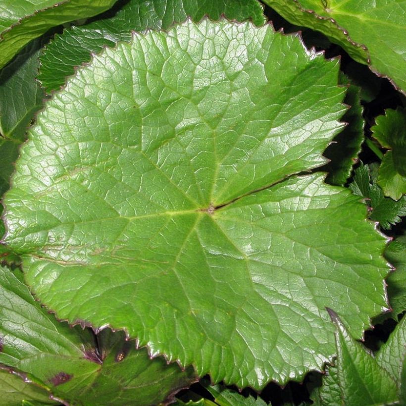 Ligularia hodgsonii - Goldkolben (Foliage)