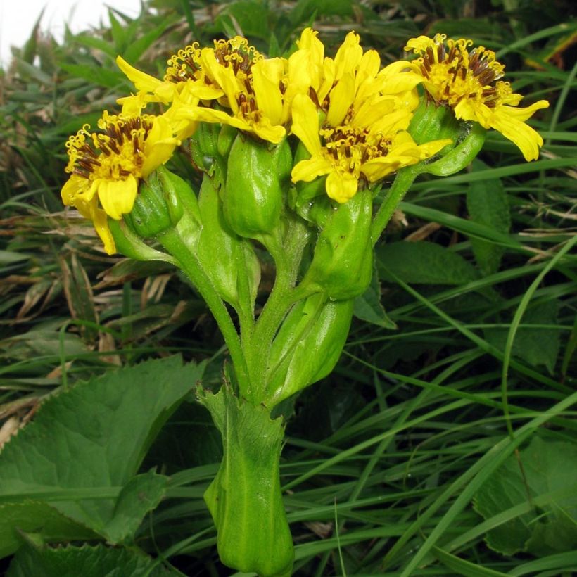 Ligularia hodgsonii - Goldkolben (Flowering)
