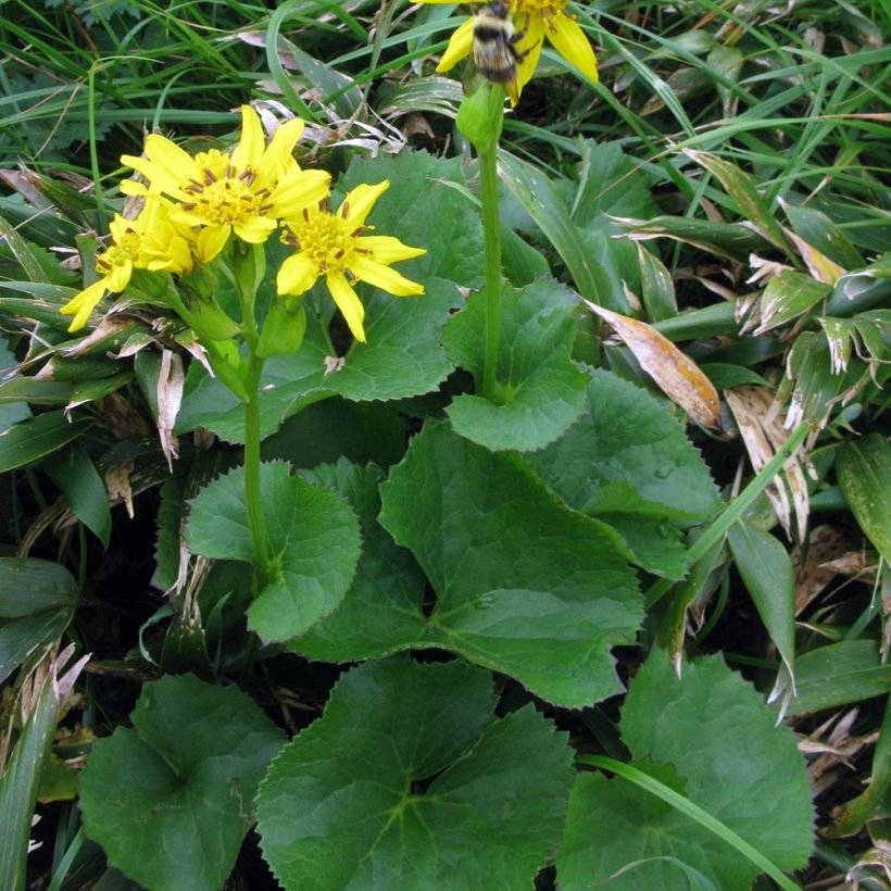 Ligularia hodgsonii - Goldkolben (Plant habit)