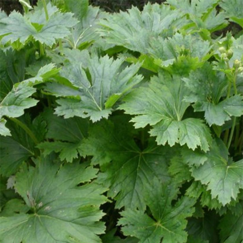 Ligularia palmatiloba - Palmblatt-Goldkolben (Foliage)