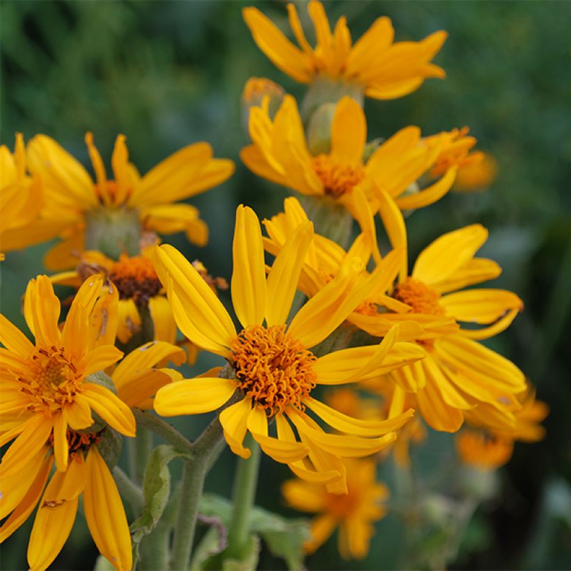Ligularia palmatiloba - Palmblatt-Goldkolben (Flowering)