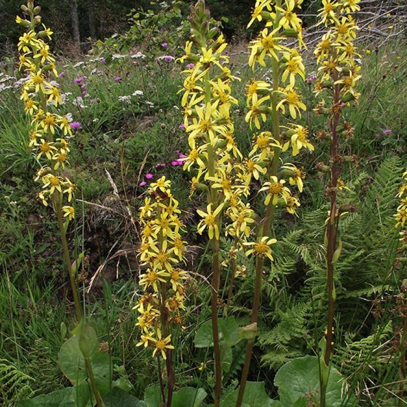 Ligularia sibirica - Sibirischer Goldkolben (Flowering)