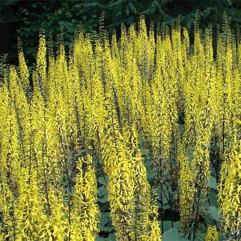 Ligularia stenocephala - Kerzen-Goldkolben (Flowering)