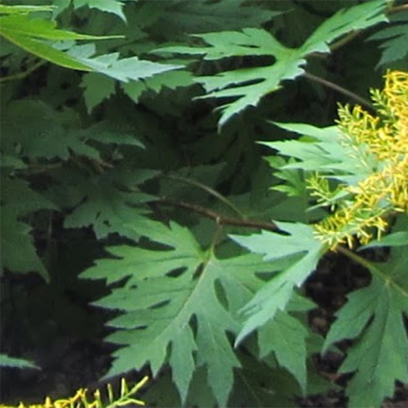 Ligularia tangutica - Goldkolben (Foliage)