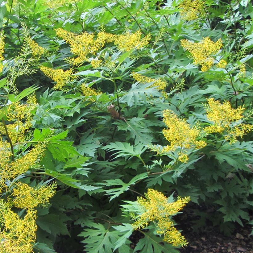 Ligularia tangutica - Goldkolben (Plant habit)