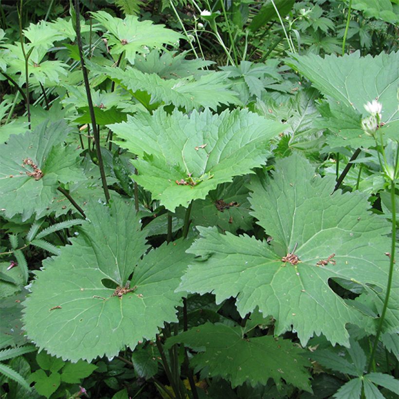 Ligularia veitchiana veitchiana - Goldkolben (Foliage)