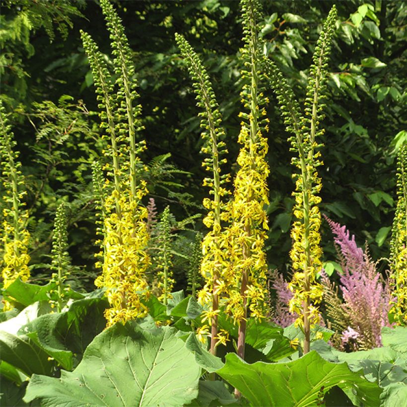 Ligularia veitchiana veitchiana - Goldkolben (Flowering)