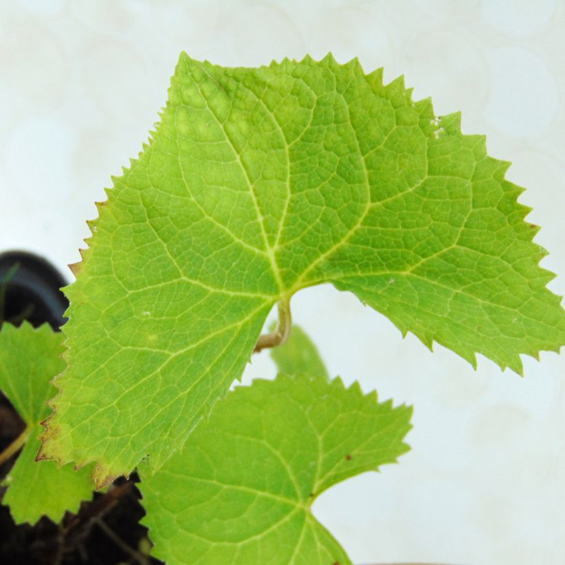 Ligularia wilsoniana - Wilson-Goldkolben (Foliage)