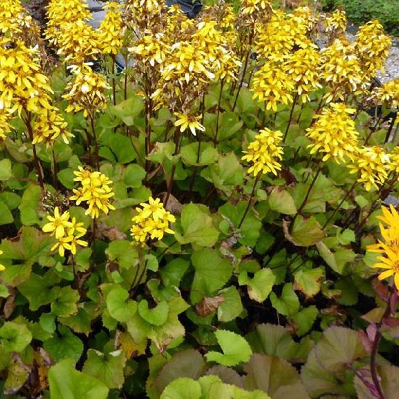 Ligularia hessei Lanternchern - Hesses-Goldkolben (Plant habit)