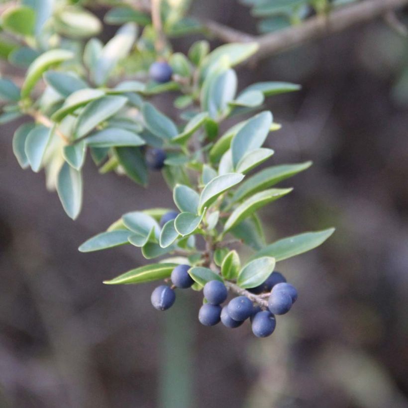 Delavays Liguster - Ligustrum delavayanum (Foliage)
