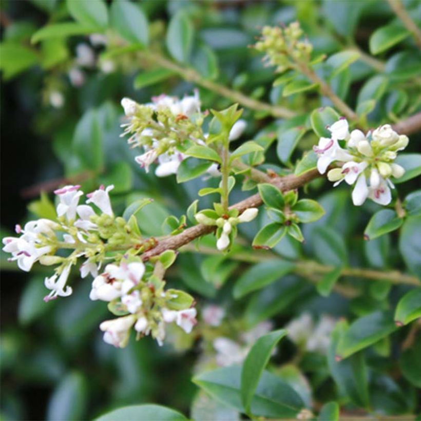 Delavays Liguster - Ligustrum delavayanum (Flowering)