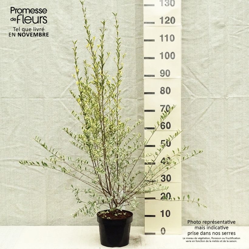 Example of Liguster Musli - Ligustrum ibota Topf mit 3L/4L as you get in automne
