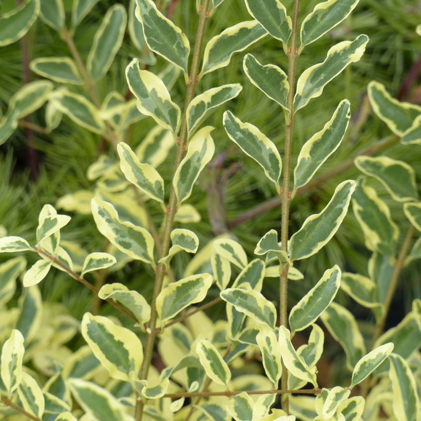 Liguster Musli - Ligustrum ibota (Foliage)