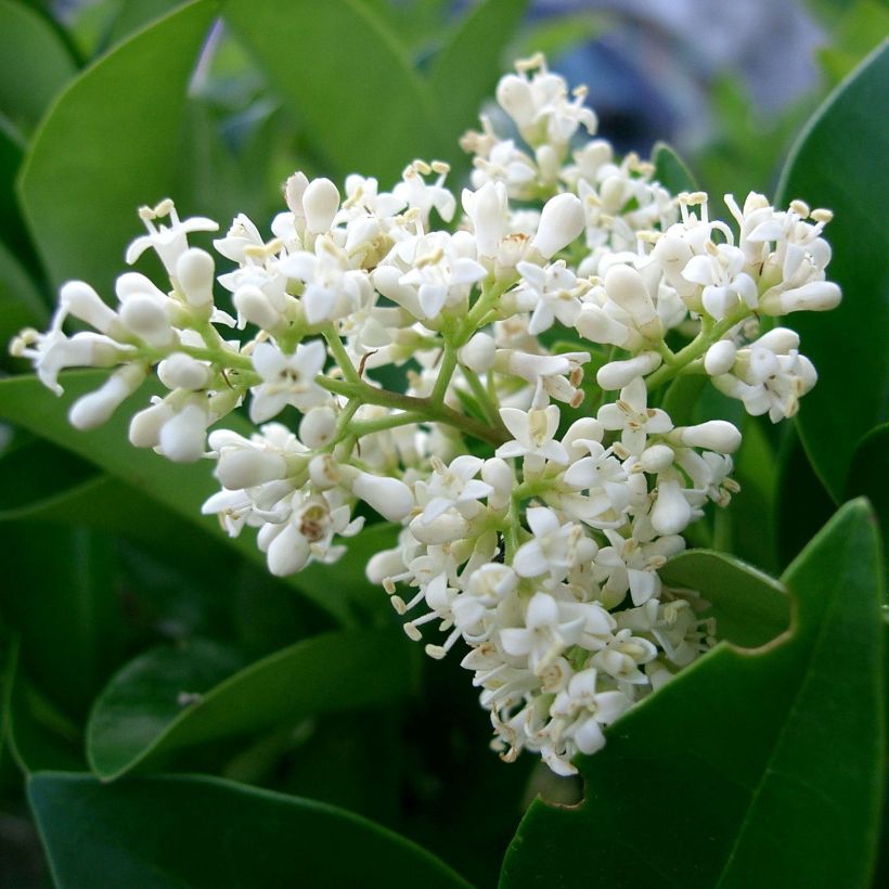 Japanischer Liguster - Ligustrum japonicum (Flowering)