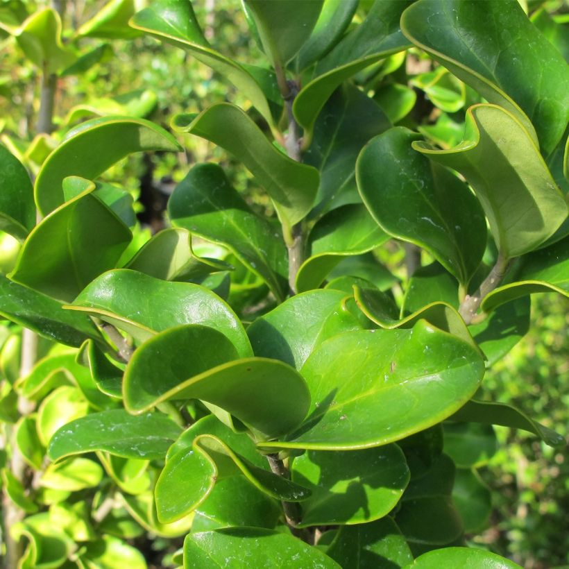 Japanischer Liguster Coriaceum - Ligustrum japonicum (Foliage)