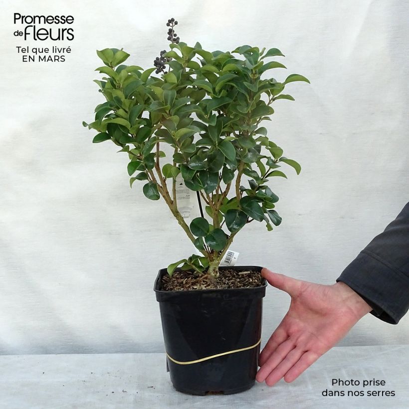 Example of Japanischer Liguster Coriaceum - Ligustrum japonicum Topf mit 3L/4L as you get in hiver