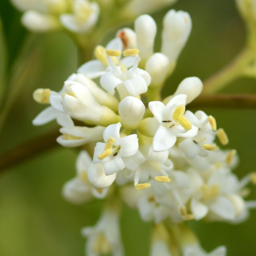 Japanischer Liguster Coriaceum - Ligustrum japonicum (Flowering)