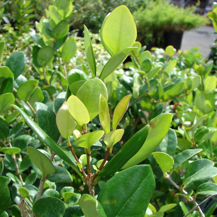 Japanischer Liguster Texanum - Ligustrum japonicum (Foliage)