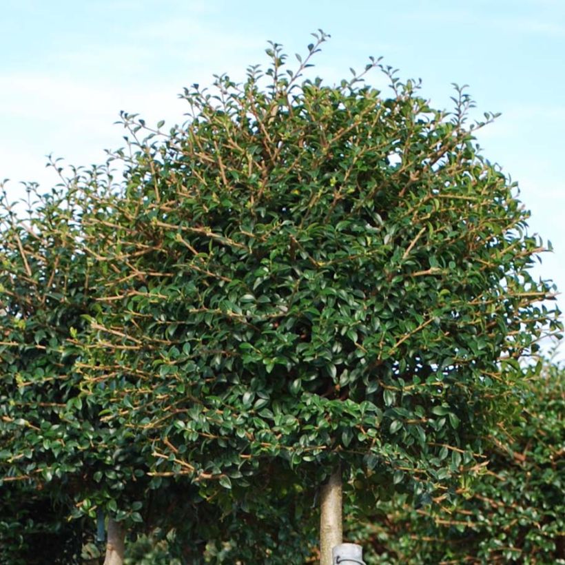 Liguster - Ligustrum jonandrum (Foliage)