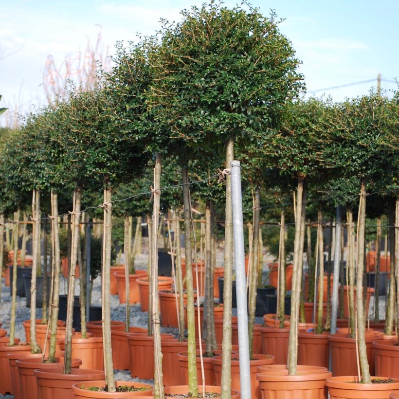 Liguster - Ligustrum jonandrum (Plant habit)