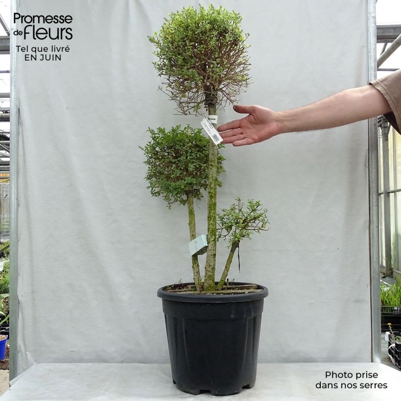 Example of Liguster - Ligustrum jonandrum Topf mit 7,5L/10L as you get in ete