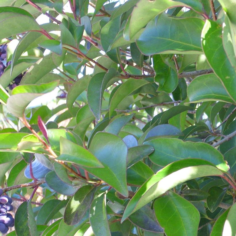 Glanz-Liguster - Ligustrum lucidum (Foliage)