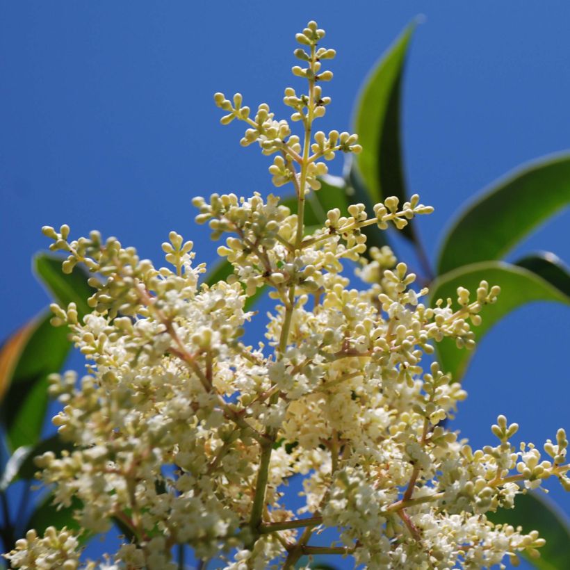 Glanz-Liguster - Ligustrum lucidum (Flowering)