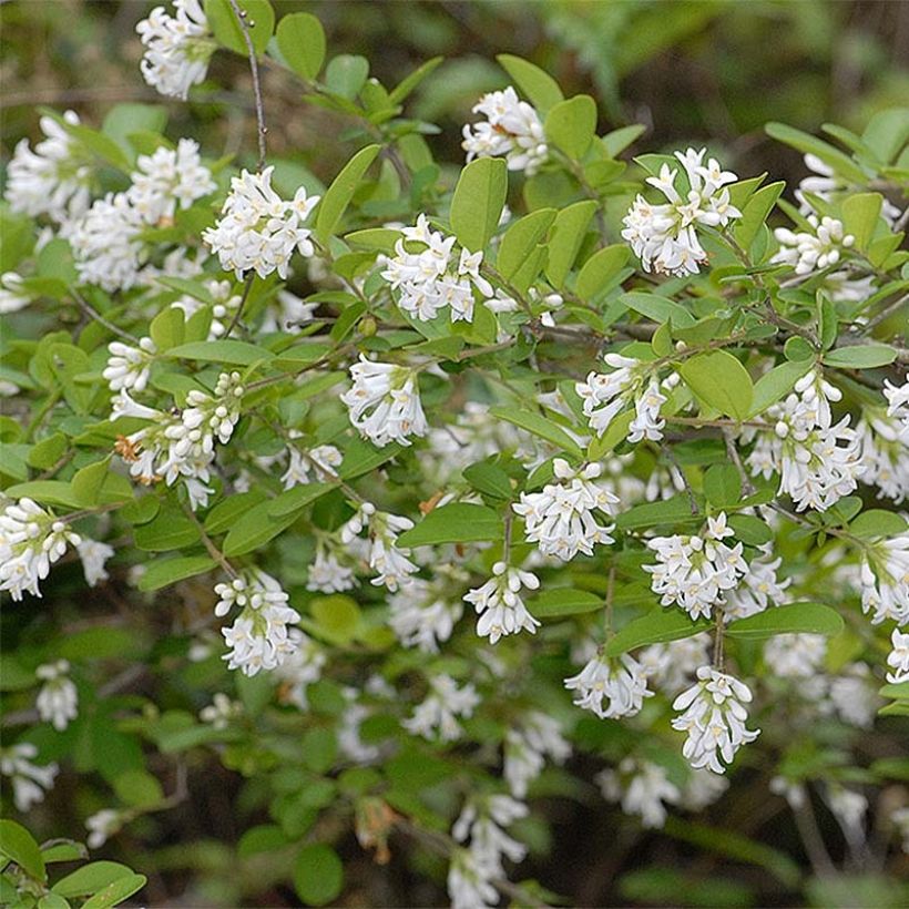 Stumpfblättriger Liguster Ilvomassi Massif - Ligustrum obtusifolium (Flowering)