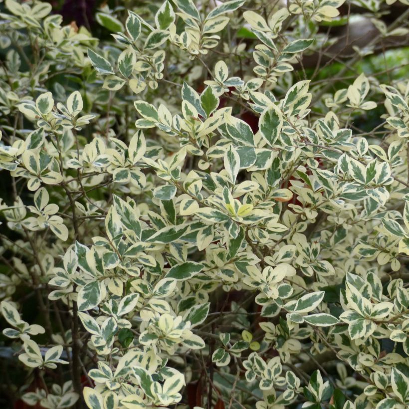 Weißgerandeter Ovalblättriger Argenteum - Ligustrum ovalifolium (Foliage)