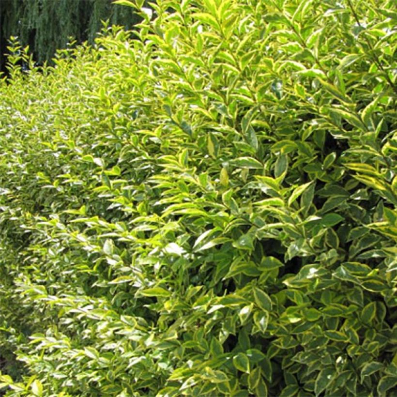 Goldliguster Aureum - Ligustrum ovalifolium (Foliage)