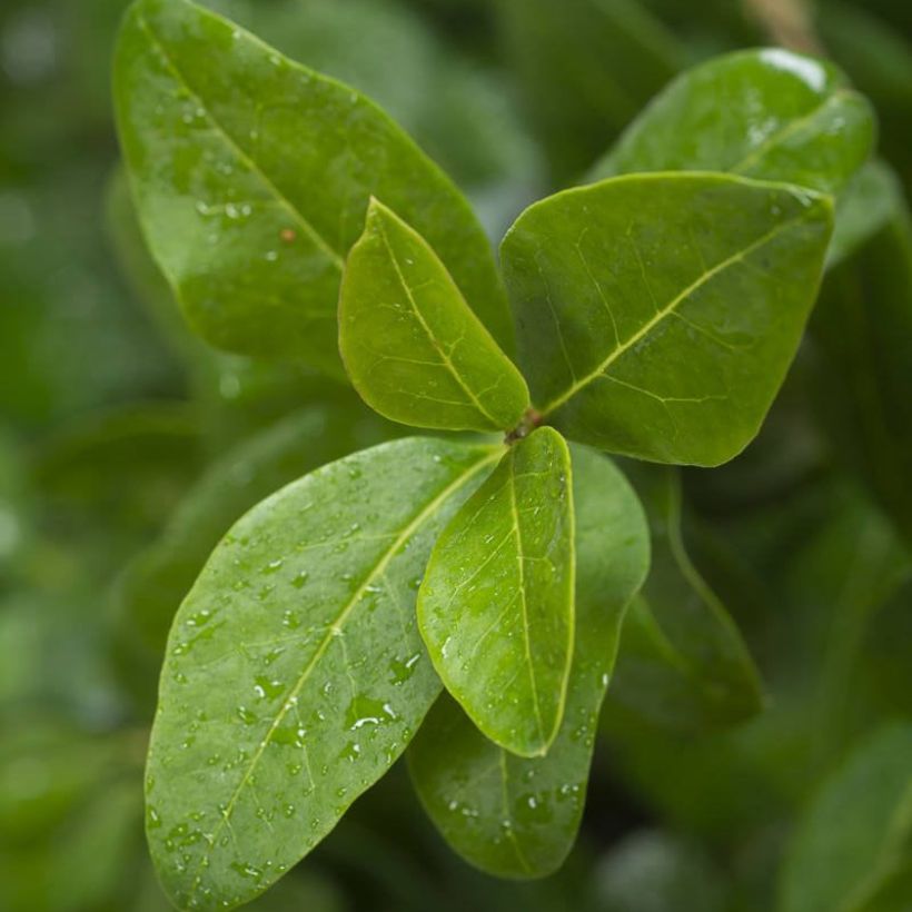 Ovalblättriger Liguster Green Diamond - Ligustrum ovalifolium (Foliage)