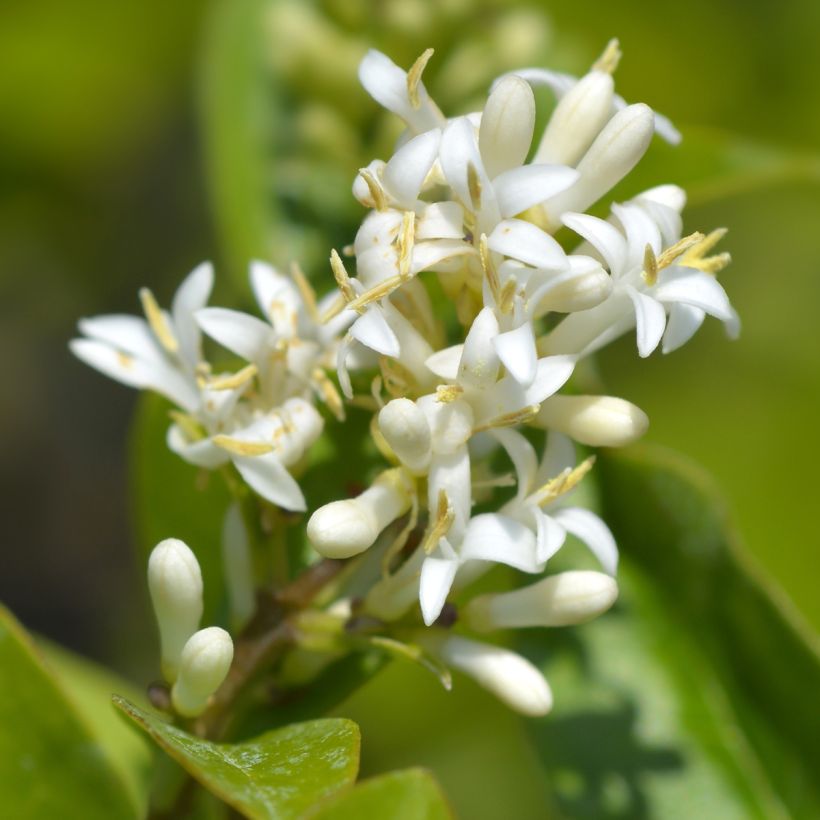 Ovalblättriger Liguster Green Diamond - Ligustrum ovalifolium (Flowering)