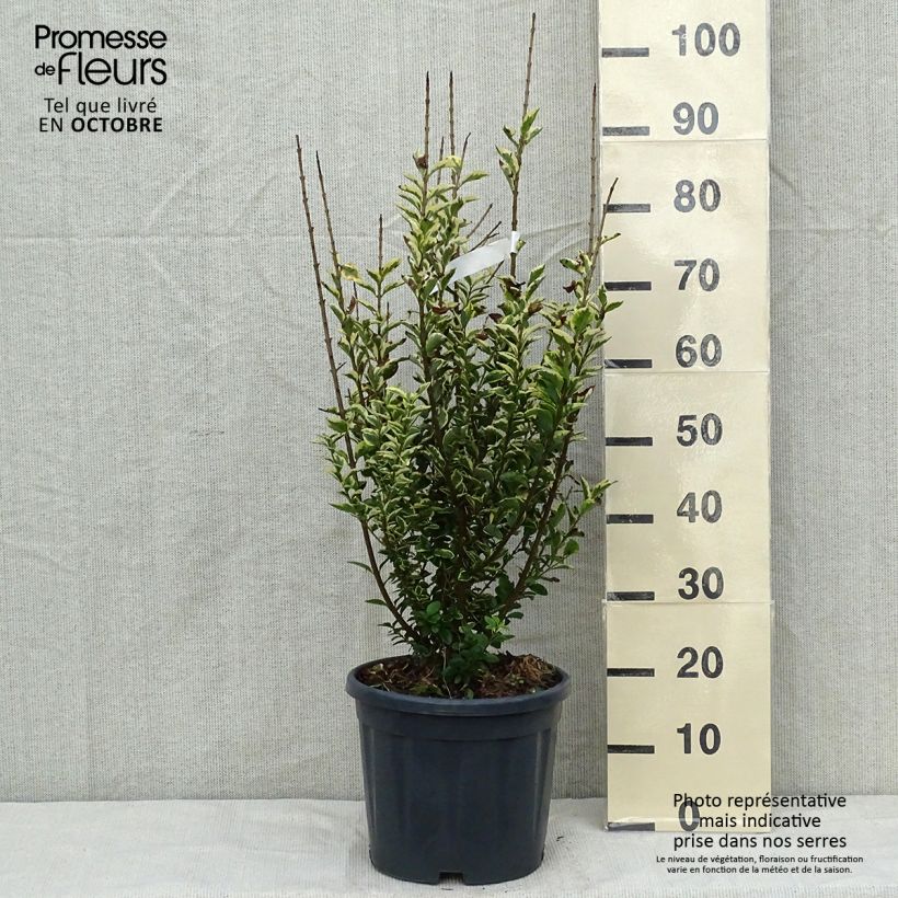 Example of Goldliguster Aureum - Ligustrum ovalifolium Topf mit 7,5L/10L as you get in automne