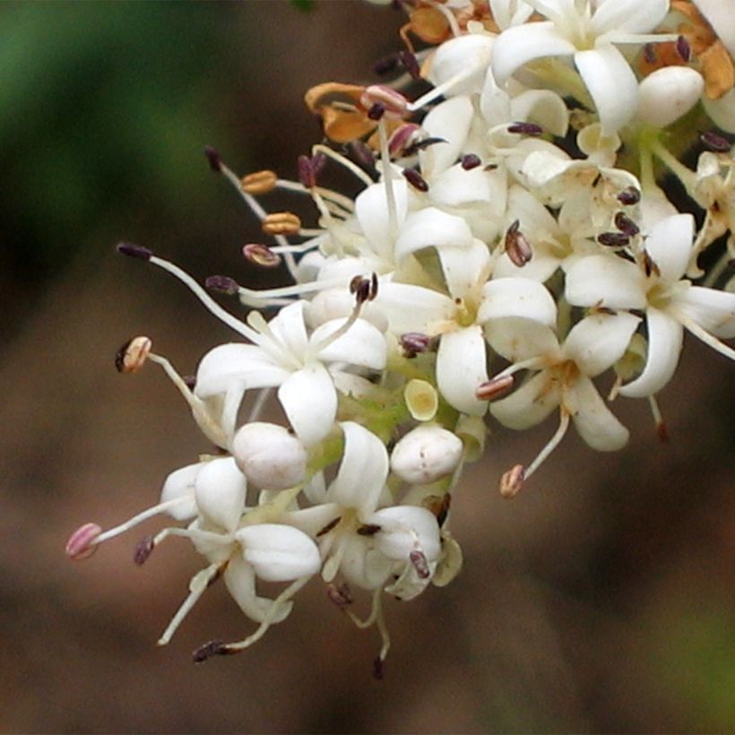 Chinesischer Liguster Eugene Clive - Ligustrum sinense (Flowering)