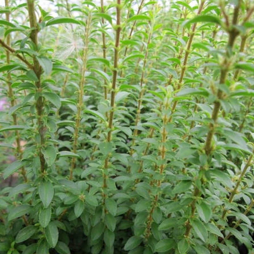 Chinesischer Liguster Eugene Clive - Ligustrum sinense (Foliage)