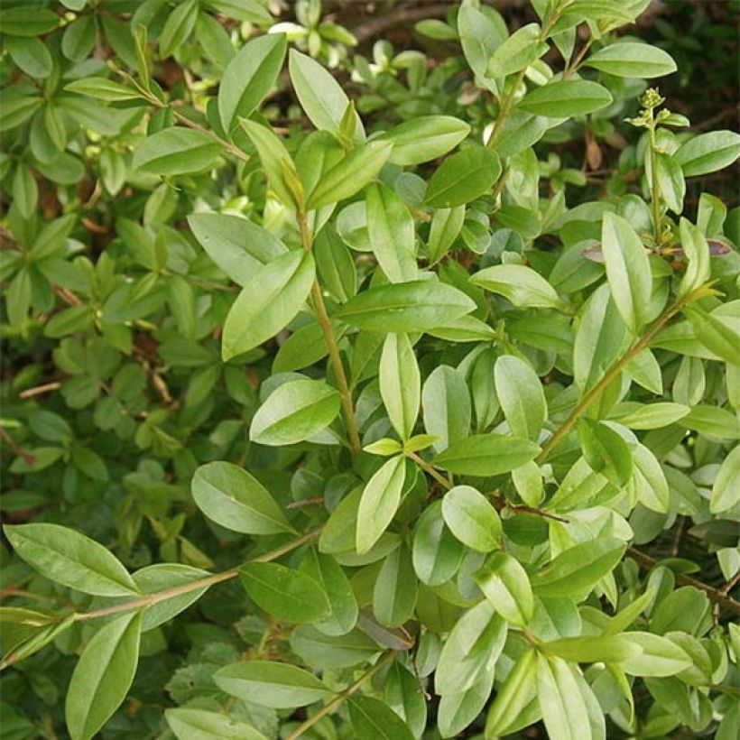 Schwarzgrüner Liguster Atrovirens - Ligustrum vulgare (Foliage)