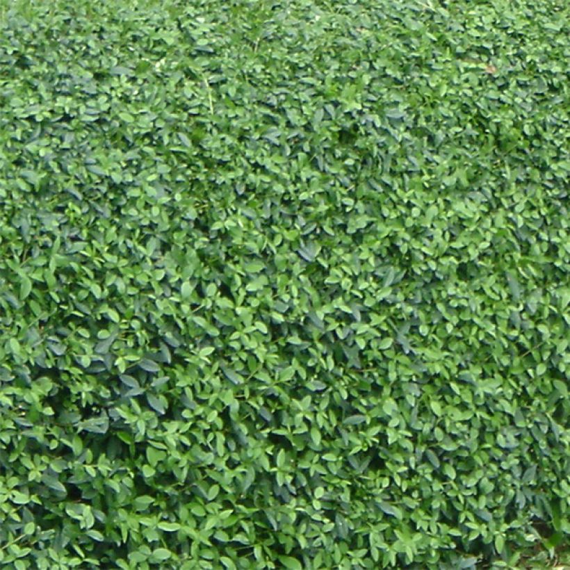 Zwergliguster Lodense - Ligustrum vulgare (Foliage)
