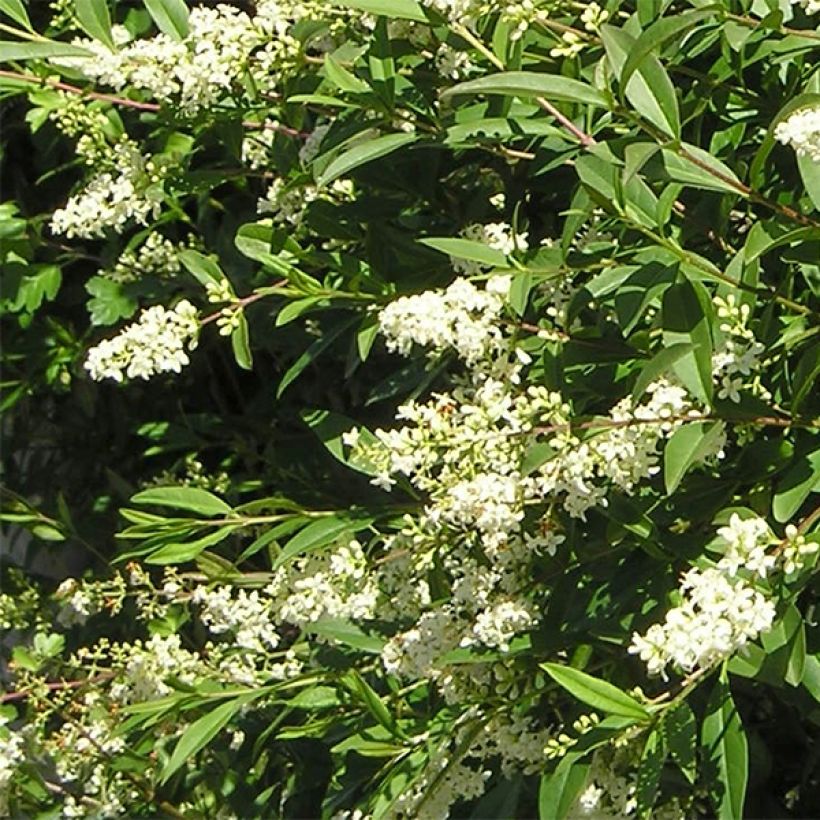 Zwergliguster Lodense - Ligustrum vulgare (Flowering)