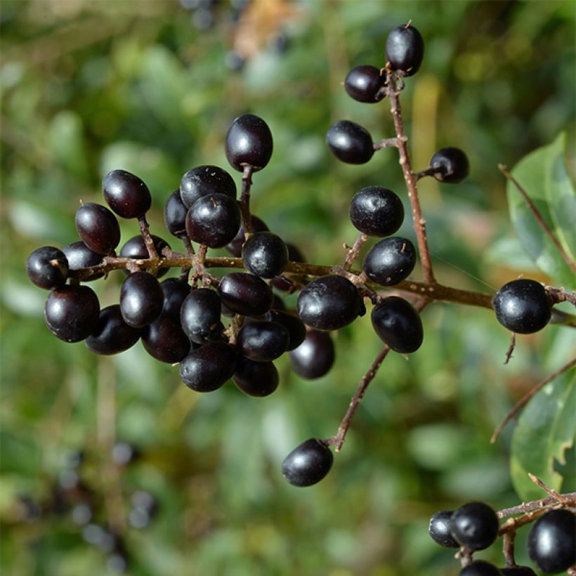Zwergliguster Lodense - Ligustrum vulgare (Harvest)