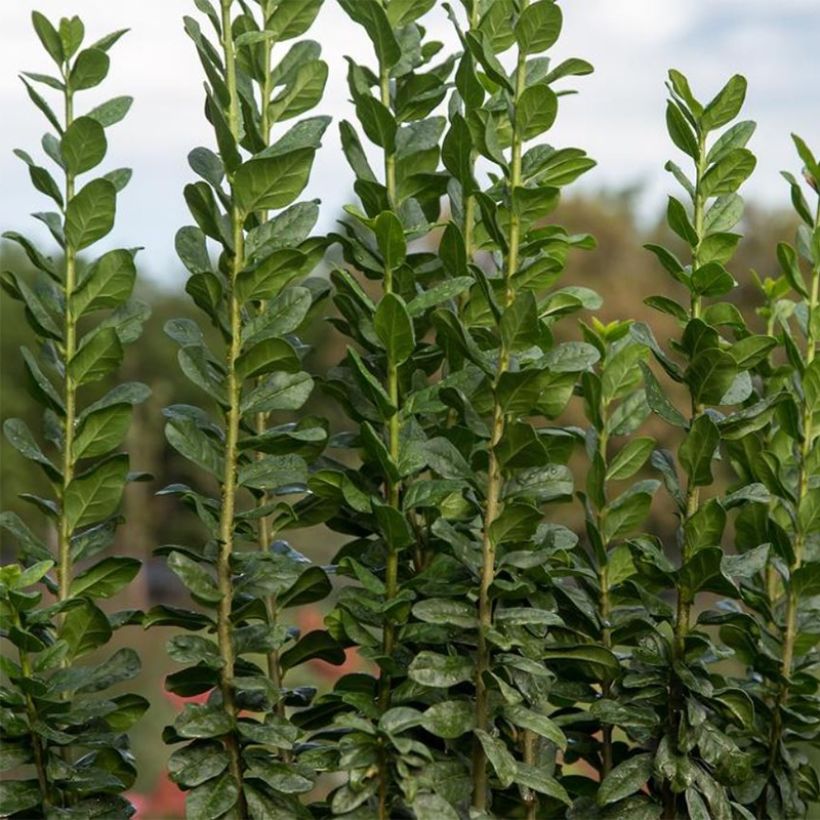 Gemeiner Liguster Straight Talk - Ligustrum vulgare (Foliage)