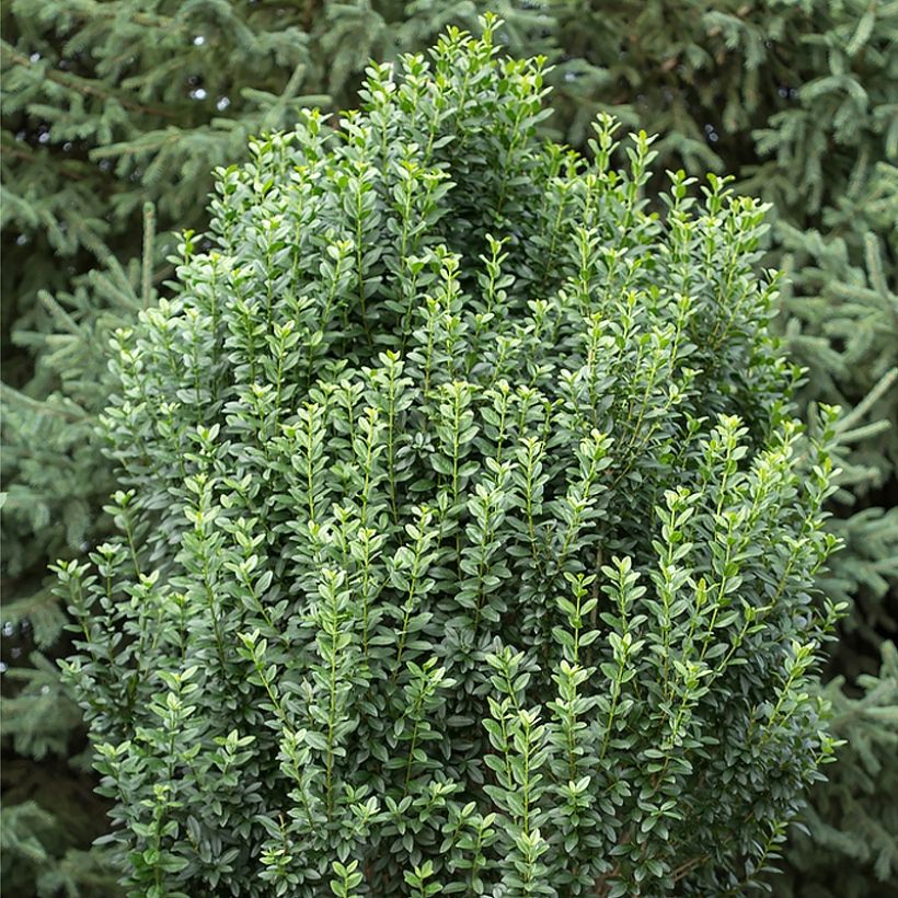 Gemeiner Liguster Straight Talk - Ligustrum vulgare (Plant habit)