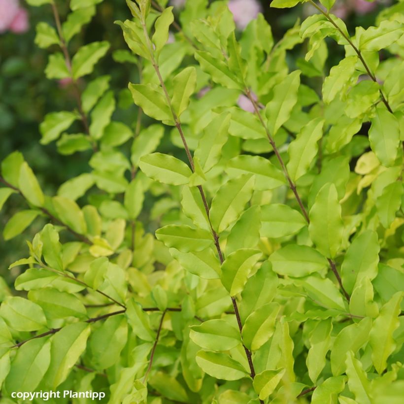 Chinesischer Liguster Sunshine - Ligustrum sinense (Foliage)