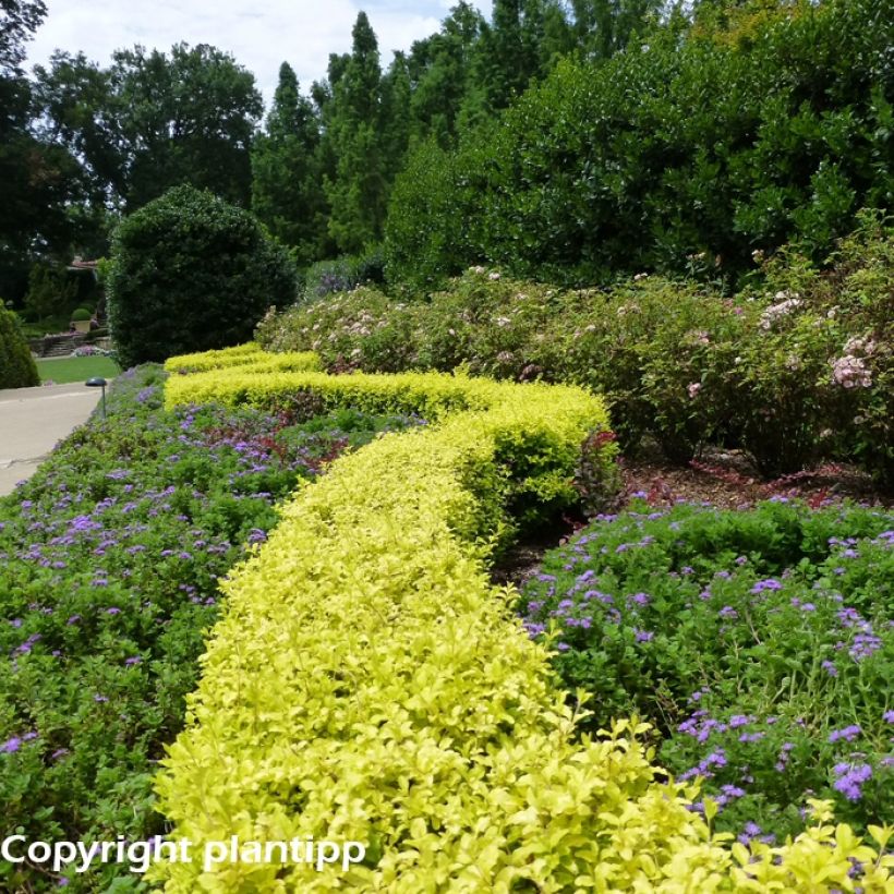 Chinesischer Liguster Sunshine - Ligustrum sinense (Plant habit)