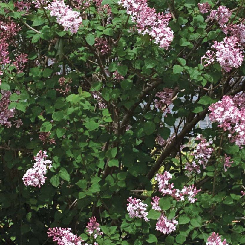 Syringa Pink Perfume - Zwerg-Duftflieder (Foliage)