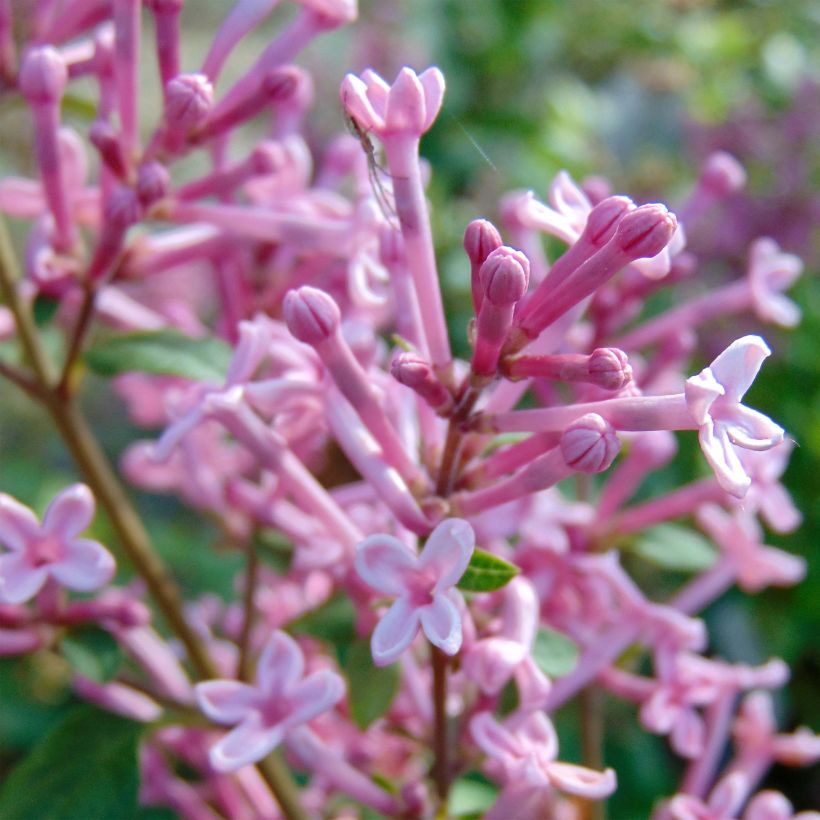 Syringa Pink Perfume - Zwerg-Duftflieder (Flowering)